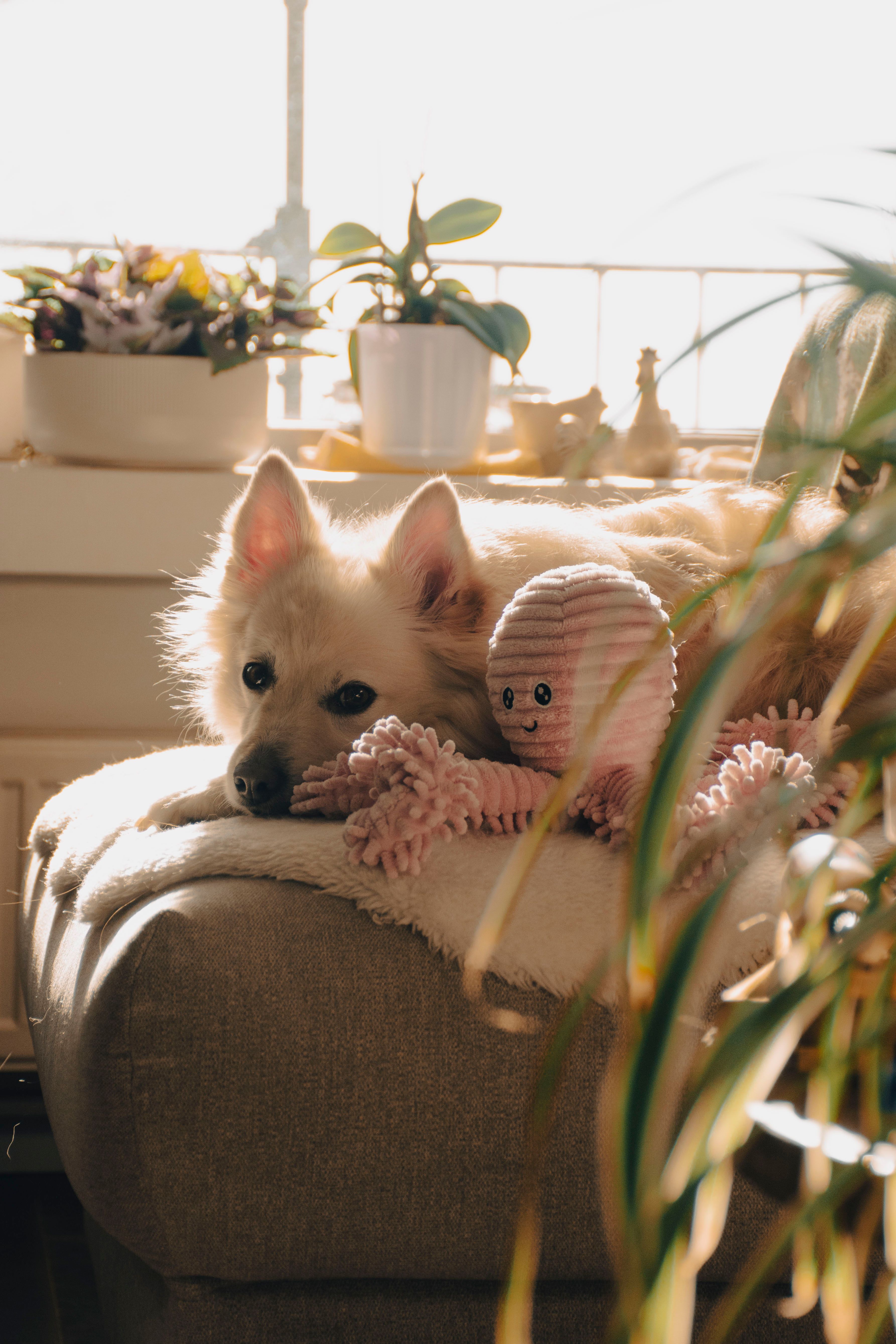 Dog and cat relaxing together in a sunlit home