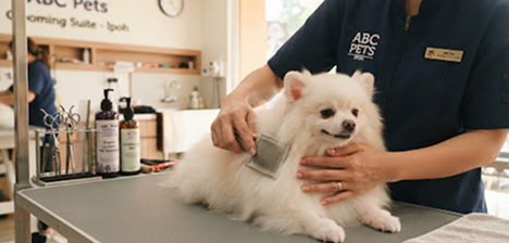 Groomer gently caring for a small white dog